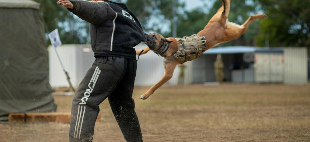 Australian Army Military Police Dog Apache, with the 1st Military Police Battalion, demonstrates a take down of a hostile person to the visiting international observers July 20, 2021, in Queensland, Australia, during exercise Talisman Sabre 2021. 16 international observers, from seven countries,… read more