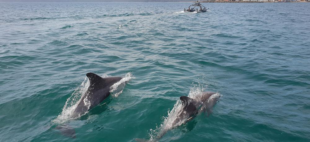 Two dolphins swim towards the Royal Australian Navy's Wave Adaptive Modular Vessel at Jervis Bay, Australian Capital Territory, during Exercise Autonomous Warrior 18