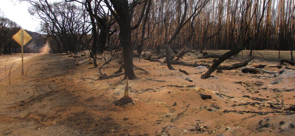 The devastation that was inflicted on Kangaroo Island by the bush fires. Dust was a constant issue that not only affected air quality but also local water quality on the Island.