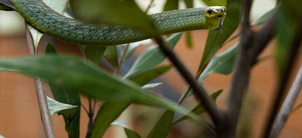 Green tree snake
