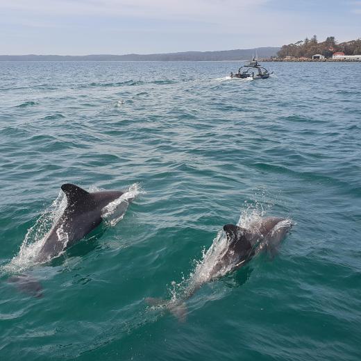 Two dolphins swim towards the Royal Australian Navy's Wave Adaptive Modular Vessel at Jervis Bay, Australian Capital Territory, during Exercise Autonomous Warrior 18