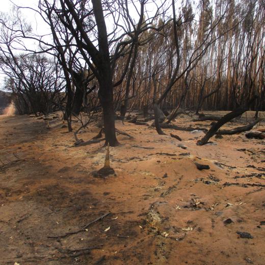 The devastation that was inflicted on Kangaroo Island by the bush fires. Dust was a constant issue that not only affected air quality but also local water quality on the Island.
