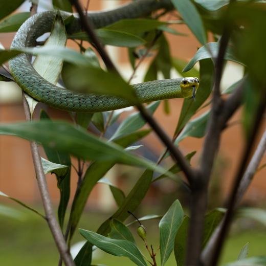Green tree snake